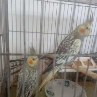 عروس هلندی|پرنده|سمنان, |دیوار