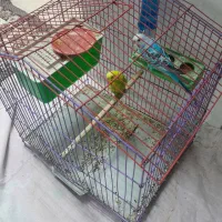فروش یک جفت مرغ عشق