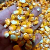 ذرت تمیز و ذرت تازه حدود ۳۰۰ کیلو موجود