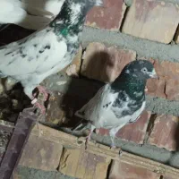 کفتر|پرنده|بمپور, |دیوار