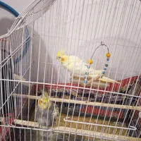 عروس هلندی|پرنده|هشترود, |دیوار