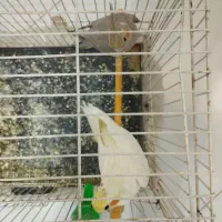 عروس هلندی لوتینو نر و ماده جفت|پرنده|سلامی, |دیوار