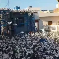 کود حیوانی فضله کفتر|خدمات باغبانی و درختکاری|رباط‌کریم, صبا باطری|دیوار