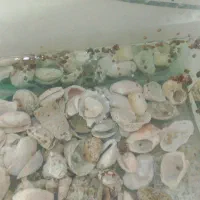 حلزون وماهی