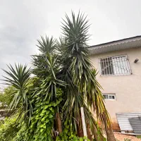 گل طبیعی یوکا