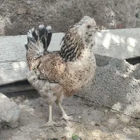 مرغ کرچ ریشو و مرغ محلی و مرغ سلطان