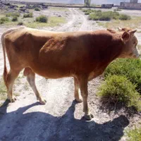 یه نفر چوپان (نگهداری از گاوها درمرتع بصورت سنتی)|استخدام سرایداری و نظافت|ماکو, |دیوار