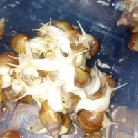 حلزون اچاتینا آلبینو|خزنده|شیراز, شهرک گلستان|دیوار