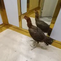 مرغ لاری اصل