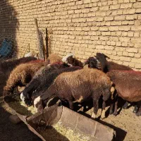 میش غزل افشار|حیوانات مزرعه|زنده رود, |دیوار