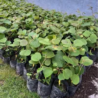 نهال کیوی هایوارد طلایی و خونی