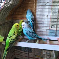 مرغ عشق نر 2عدد فروشی