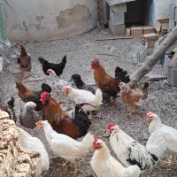 مرغ و خروس.مهران