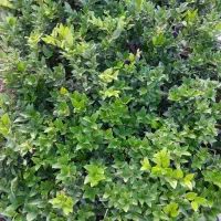 گل یاس سطل ۳|گل و گیاه طبیعی|خرمآباد (تنکابن), |دیوار