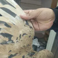 کبوتر خوشرنگ زرد پر گل سیاه نقاشی نر مست|پرنده|قزوین, |دیوار