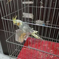 سه جفت عروس هلندی مولد خانگی