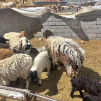 میش بره قوچ