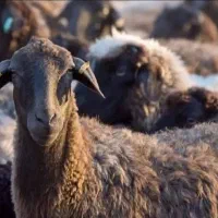 گوسفند داشتی آبستن