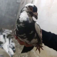 کفتر|پرنده|مشهد, کوی ولیعصر|دیوار