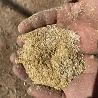 سبوس برنج تازه خوراک گاومیش و دام سنگین