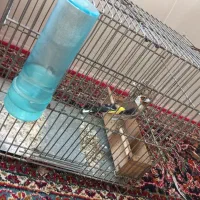 سهره نر  ده ماه قفس به شرط خوندن