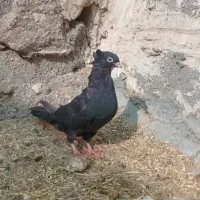 آبادانی ماده...|پرنده|اهواز, پاستوریزه|دیوار