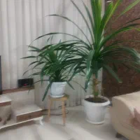 گل و گیاه|گل و گیاه طبیعی|گلبهار, شهر جدید گلبهار|دیوار