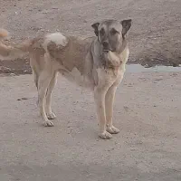 سگ ماده شکم پر