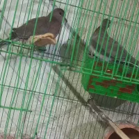 کبوتر خانگی|پرنده|زهک, |دیوار