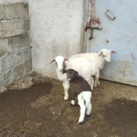 دو بره ماده تالشی|حیوانات مزرعه|شاندرمن, |دیوار