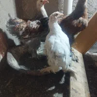 مرغ برهما