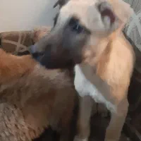 واگذاری سگ بومی