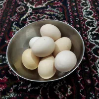 تخم مرغ محلی
