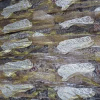 انواع پرده در حد نو|پرده، رانر، رومیزی|همدان, |دیوار