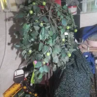 درخت سیب سبز مصنوعی دکوری