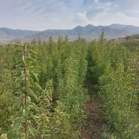 فروش نهال|گل و گیاه طبیعی|ارومیه, |دیوار