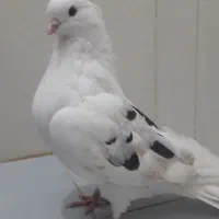 نر هما دوکت مهر