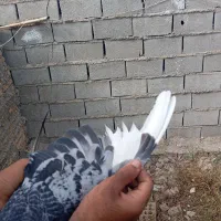 کبوتر مسافتی|پرنده|دلند, |دیوار