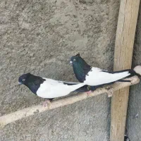 کفتر سینه سیاه،سینه ای|پرنده|خمینیشهر, |دیوار
