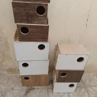 انواع لانه طوطی