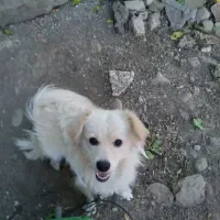 واگذاری سگ خانگی ،،