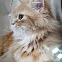 جفت گیری