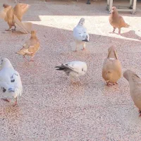 کبوتر|پرنده|رباط‌کریم, الارد|دیوار