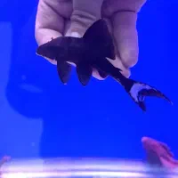 پلکو گربه ماهی کتفیش خاص و کمیاب