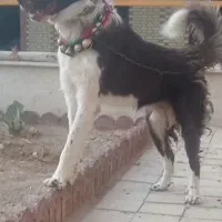 سگ نر|سگ|برخوار, |دیوار