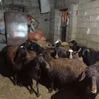 گوسفند افشاری|حیوانات مزرعه|صحنه, |دیوار