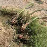 فروش انواع پاجوش نخل بهترین کیفیت|گل و گیاه طبیعی|میناب, |دیوار