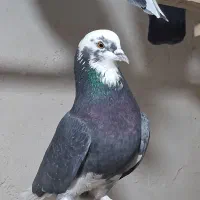 چند جفت کفتر مایه|پرنده|سیرجان, |دیوار