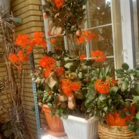 گل قاشقی بزرگ پرگل