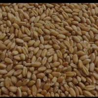 فروش ۲/۵تن گندم